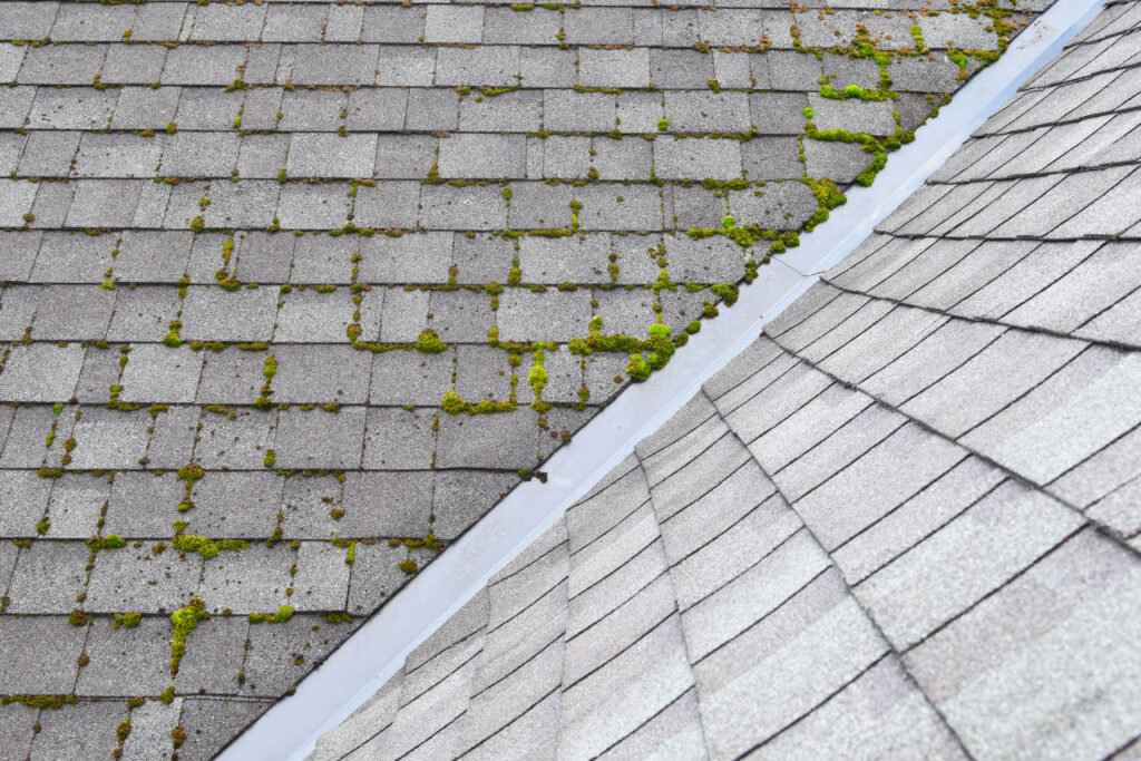 Beneath solar panels is a perfect spot for moss and other plants to grow because it can be warm and moist. Learn tips how to keep your roof and panels clean.