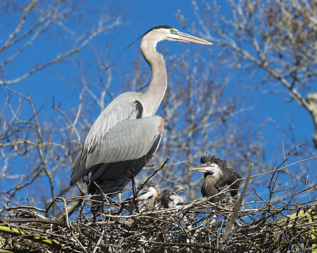 Witness the beauty of nesting great blue herons at March Point Heronry via wildlife cameras powered by an off grid solar system designed and installed by FMS.